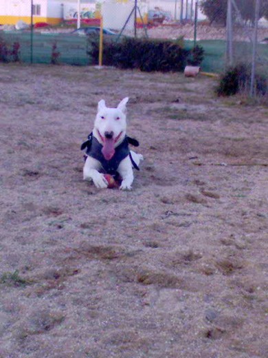 AUQI ESTA CON SU PELOTA,JUGANDO